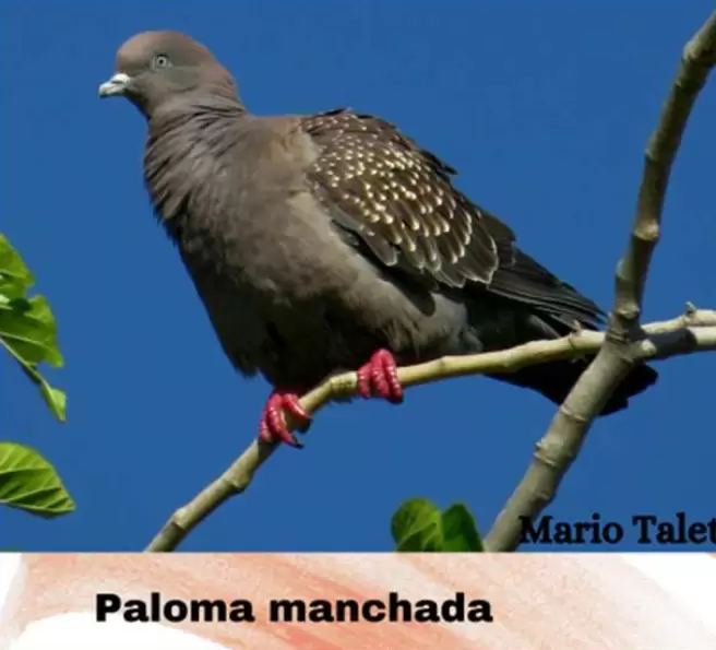 aves