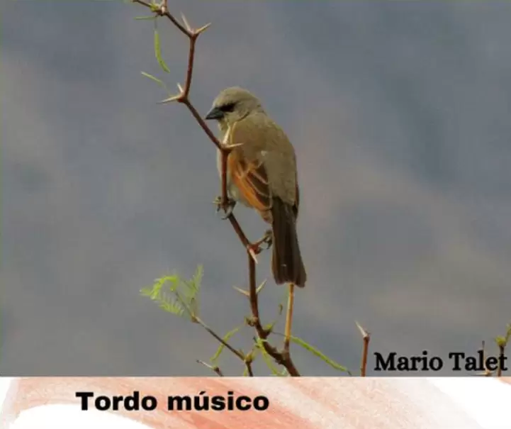 aves