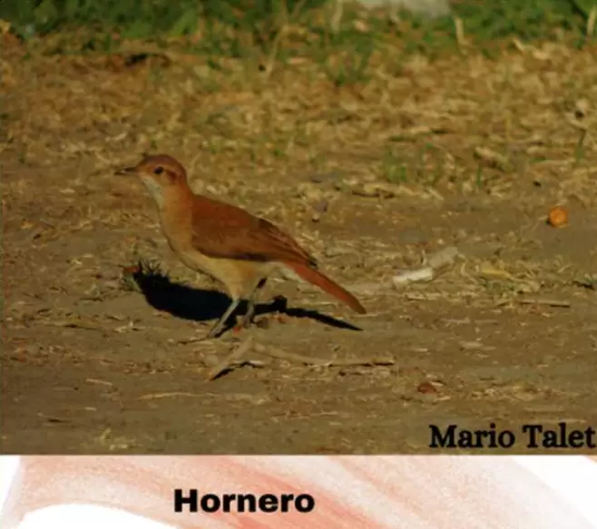 aves