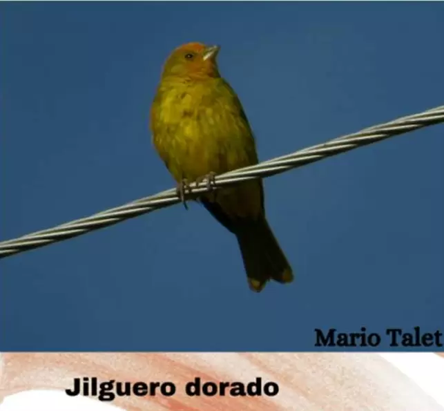 aves