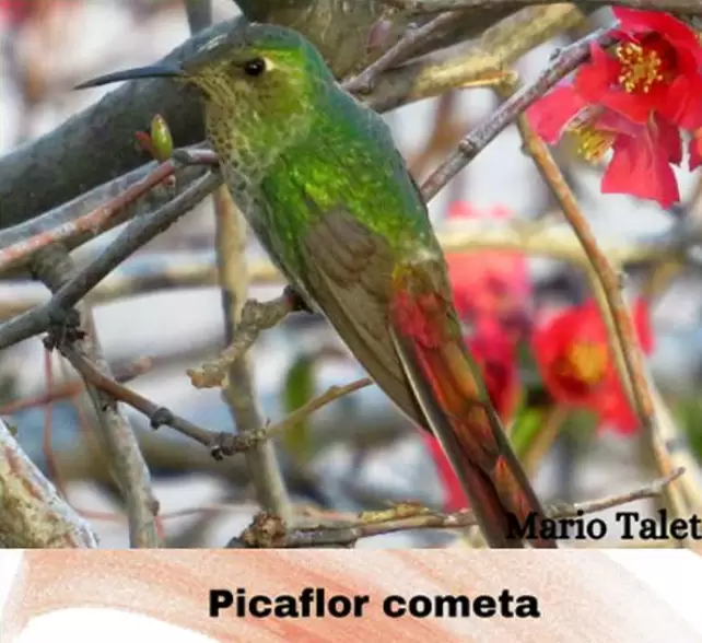 aves