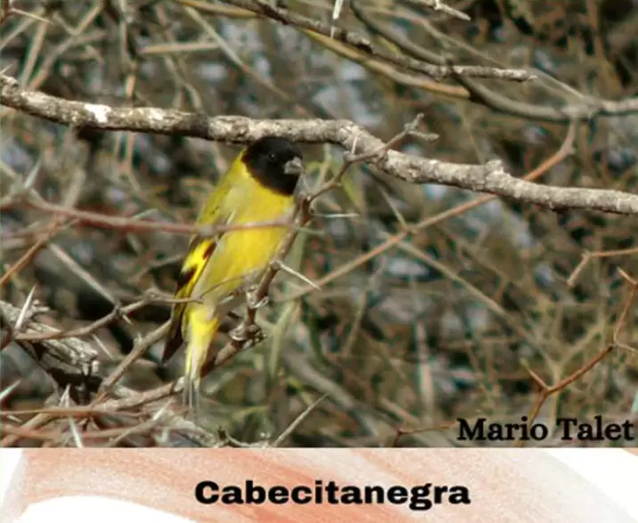 aves