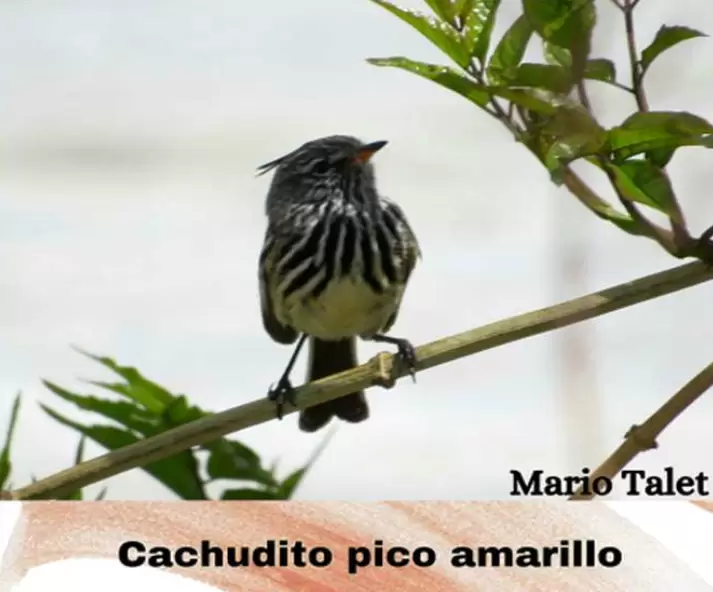 aves