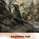 Una gu�a indispensable para conocer las aves urbanas de Mendoza
