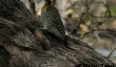 aves