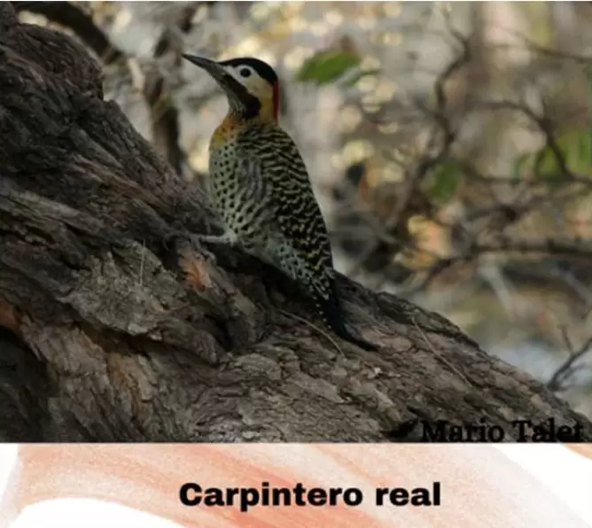 aves