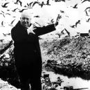 As� se hizo "Los p�jaros": el cl�sico de Hitchcock cumple 62 a�os
