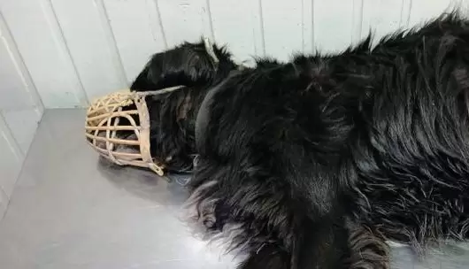Perrito apu�alado