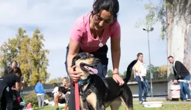 perros veterinaria