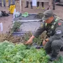En m�ltiples allanamientos, secuestraron m�s de 200 plantas de marihuana y hay cuatro detenidos