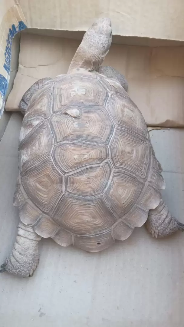 Tr�fico ilegal de animales