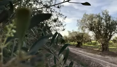 oliva