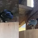 Postal inesperada: una familia de aves eligió anidar en una bodega y se volvieron parte del recorrido turístico