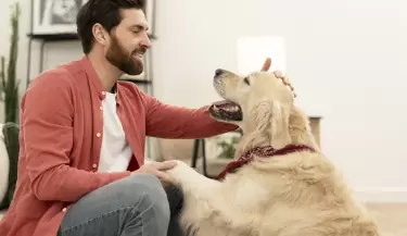perros due�os