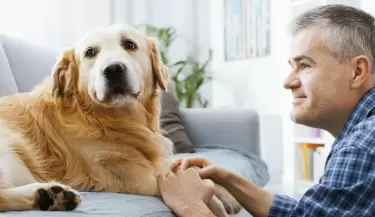 Qu� significa cuando tu perro te ignora, seg�n la ciencia