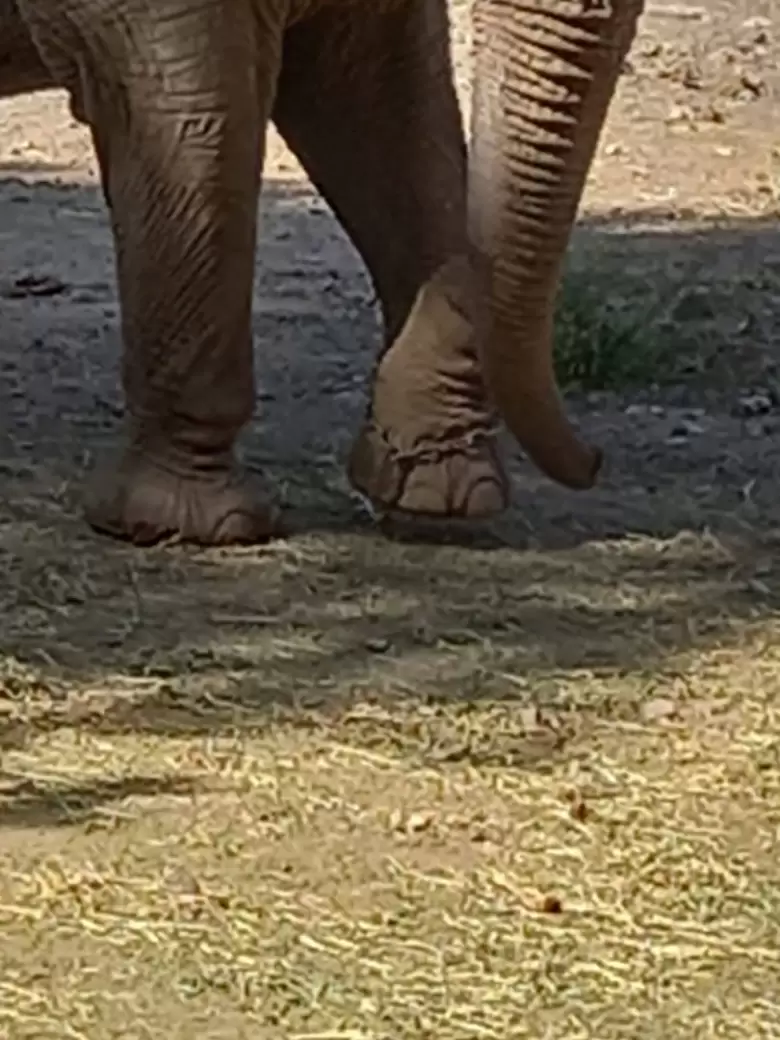 elefante kenya
