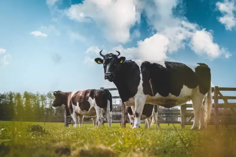 vacas