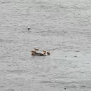(Video) Se estrelló un helicóptero en el río Hudson y murieron seis personas