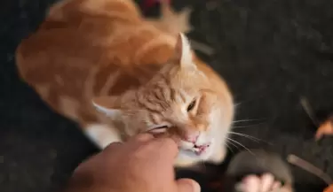 Salud Felina