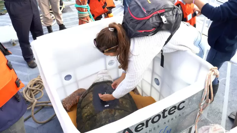 tortugo jorge