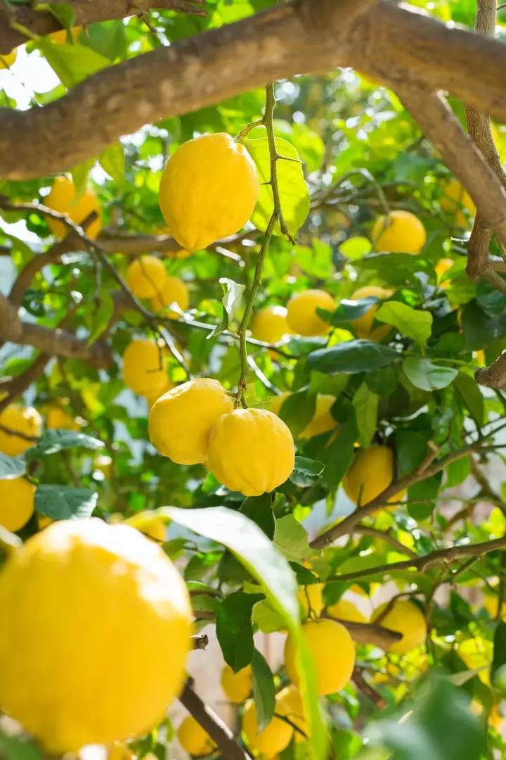 limonero - lim�n - limones