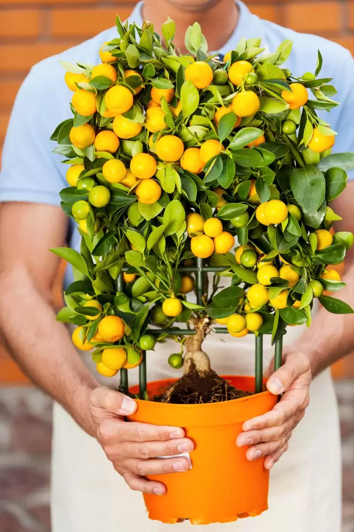 limonero - lim�n - limones