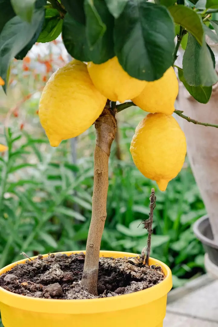 limonero - lim�n - limones