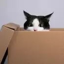 Confirmado: la explicaci�n cient�fica del por qu� las cajas son el "juguete" favorito de los gatos
