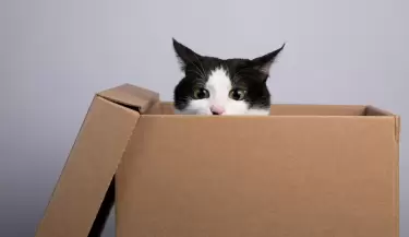 gato caja