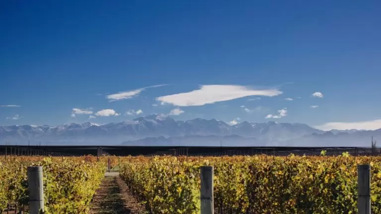 Malbec