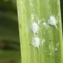 La plaga que deja veredas pegajosas: la cochinilla harinosa se multiplica en las moreras