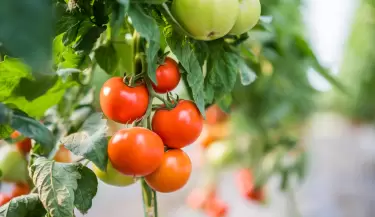 planta de tomates