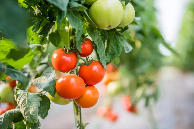 planta de tomates