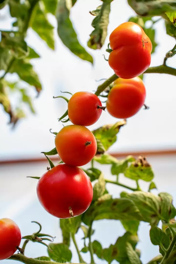 planta de tomates