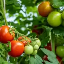 Festival del Tomate 2026 en Casa Vigil: fecha, precios y actividades