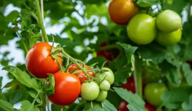 planta de tomates