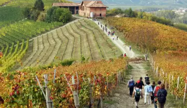 El resurgir de la uva Timorasso: un vino hist�rico italiano