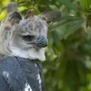 El regreso del águila harpía a la selva misionera: un hallazgo clave para su conservación