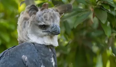 aguila harpia