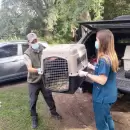 Trasladan a Santa Fe animales rescatados en Mendoza para su rehabilitaci�n y futura liberaci�n