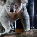 Con el aval del Estado australiano, ejecutaron 750 koalas desde el aire: la medida indigna a ambientalistas y expertos
