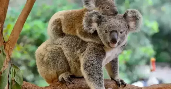 Koalas