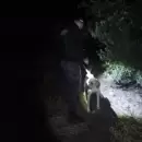Un perro policía rastreó entre olivos y permitió recuperar 50 kilos de aceitunas robadas en Rivadavia