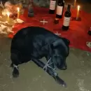 Macabro: denuncian rituales con sacrificios animales en San Juan