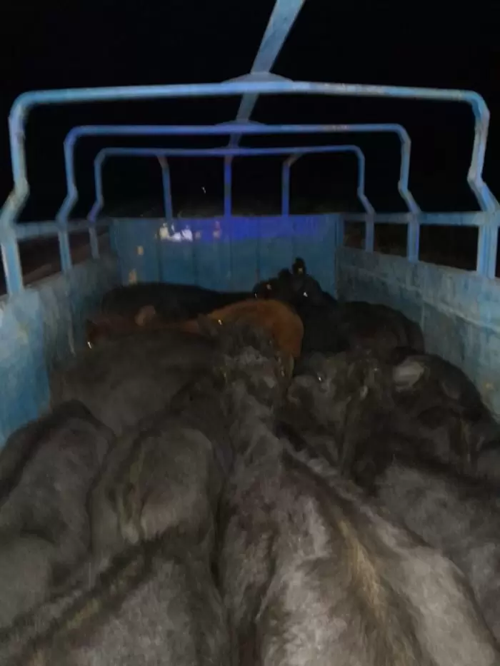 rescatados