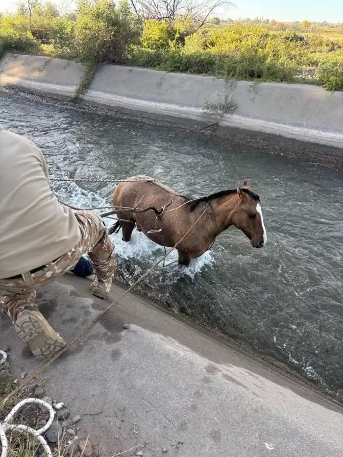 caballos