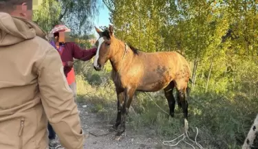 caballos