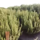 Buscan potenciar el cultivo de romero en Mendoza: uso culinario y cosm�tica