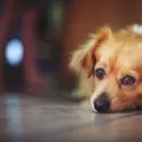 Tipos de golpes de calor en perros: cómo detectarlos y prevenirlos durante el verano