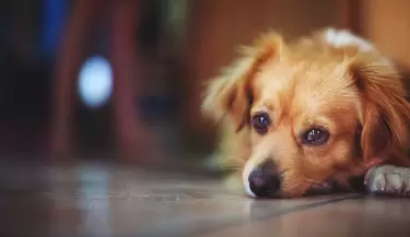 Perro